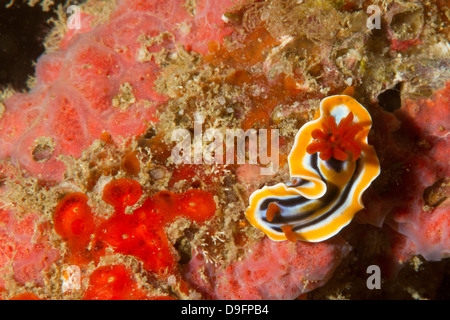 Chromodoris Magnifica Nacktschnecken, Mabul, Borneo, Malaysia Stockfoto