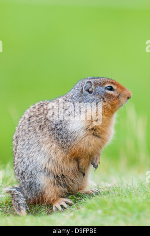 Kolumbianische Grundeichhörnchen (Spermophilus Columbianus), Barkersville, British Columbia, Kanada Stockfoto