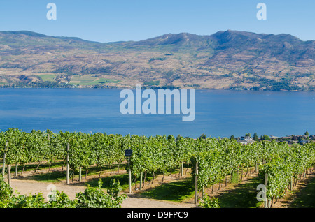 Weinreben und Okanagan Lake auf Mission Hill Family Estate, Kelowna, British Columbia, Kanada Stockfoto