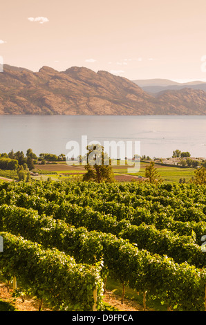 Weinreben und Okanagan Lake auf Mission Hill Family Estate, Kelowna, British Columbia, Kanada Stockfoto