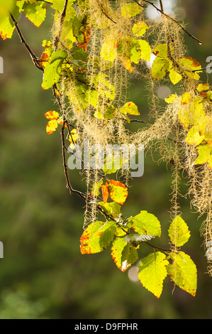 Moos bedeckt Espenbaum im Great Bear Rainforest, British Columbia, Kanada Stockfoto