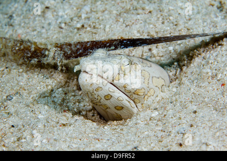 Clown Schlangenaal (Ophichthus Bonaparti), Mabul, Borneo, Malaysia Stockfoto