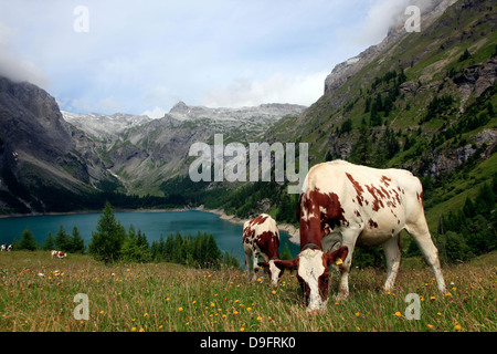 Grasende Kühe auf der Wiese über Rawyl Reservoir, Wallis Westschweiz Region, Schweizer Alpen Stockfoto