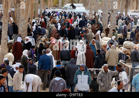 Rinder-Wochenmarkt in Douz, Süd-Tunesien, Afrika Stockfoto