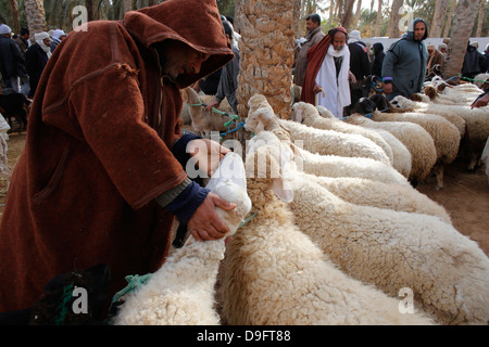 Rinder-Wochenmarkt in Douz, Süd-Tunesien, Afrika Stockfoto