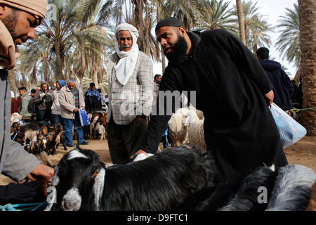 Rinder-Wochenmarkt in Douz, Süd-Tunesien, Afrika Stockfoto