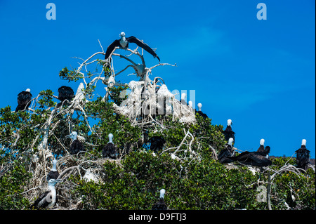 Fregattvögel Kolonie auf Isla Espiritu Santo, Baja California, Mexiko Stockfoto