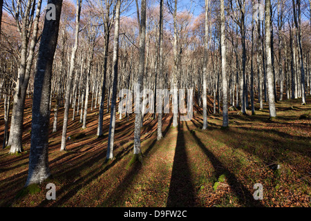 Alpago Buchenwälder im Herbst, Belluno, Veneto, Italien Stockfoto