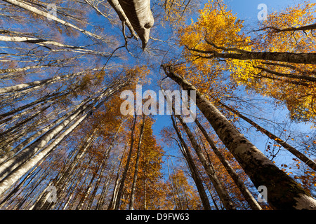 Alpago Buchenwälder im Herbst, Belluno, Veneto, Italien Stockfoto