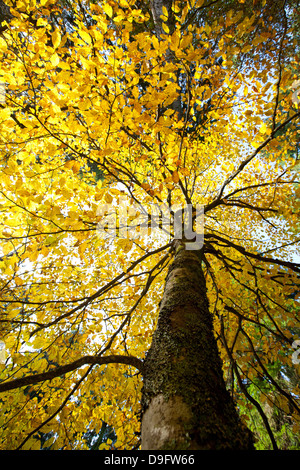 Buche-Blätter mit Herbstfarben im Cansiglio Wald, Belluno, Veneto, Italien Stockfoto