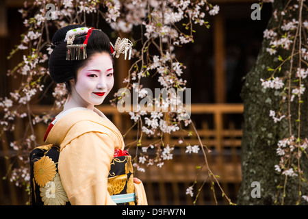 Echte Geisha posiert vor einer Kirsche blühen Baum in die Geisha-Viertel Gion in Kyōto, Japan Stockfoto