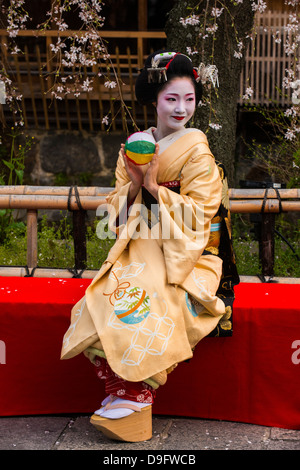 Echte Geisha posiert vor einer Kirsche blühen Baum in die Geisha-Viertel Gion in Kyōto, Japan Stockfoto