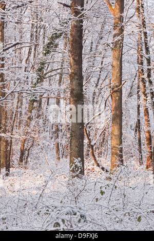 Schneebedeckte Bäume in der Region Loire Valley Loir-et-Cher, Centre, Frankreich Stockfoto