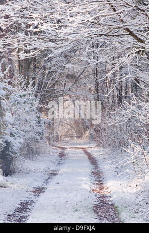 Schneebedeckte Bäume in der Region Loire Valley Loir-et-Cher, Centre, Frankreich Stockfoto