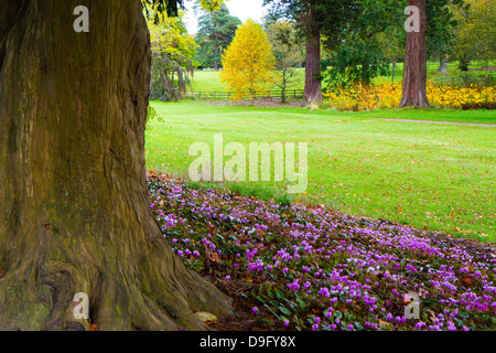 Rosa Blüten in einem wunderschönen englischen Park unter einem Baum Stockfoto