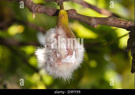 Fäulnis Fig Früchte auf dem Baum wegen zuviel regen und Mangel an Sonnenschein zeigt Pilze Sporen Hyphen des pinmold Stockfoto