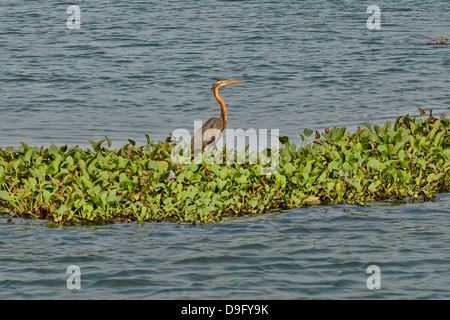 Oriental Darter oder Snakebird (Anhinga Melanogaster) in den Backwaters von Kerala, Indien Stockfoto