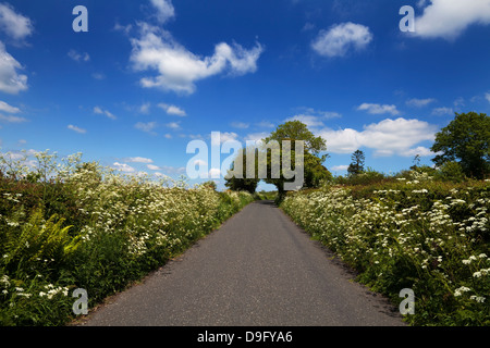 Wildblumen gesäumt Land Road, in der Nähe von Inistioge, Grafschaft Kilkenny, Irland Stockfoto