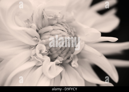Blume, schwarz / weiß Foto Stockfoto