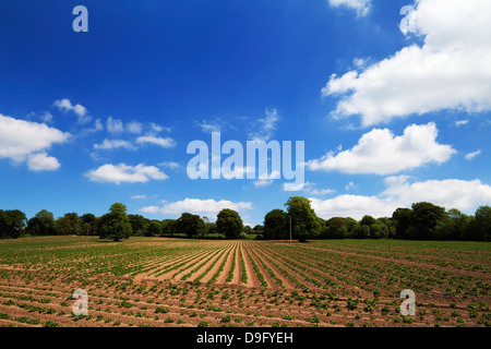 LINESField von Kartoffeln, in der Nähe von Inistioge, Grafschaft Kilkenny, Irland Stockfoto