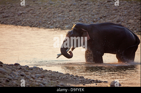Elefanten Waschen im Fluss Elefanten ein Bad nehmen Stockfoto