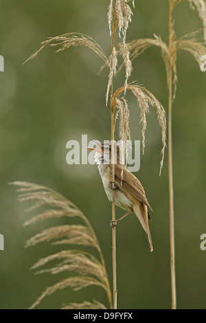 Drosselrohrsänger, große Rohrsänger, Acrocephalus Arundinaceus, Drosselrohrsänger, Drosselrohrsaenger Stockfoto