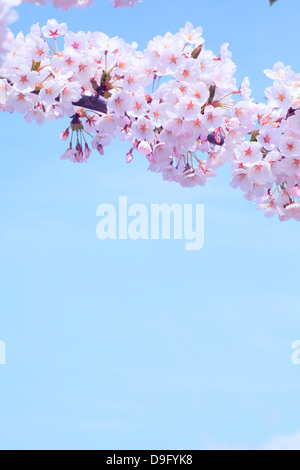 Kirschblüten und Himmel Stockfoto