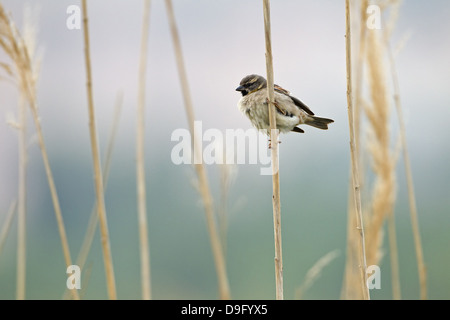 Dead Sea Sparrow, Moabsperling, Passer moabiticus Stockfoto