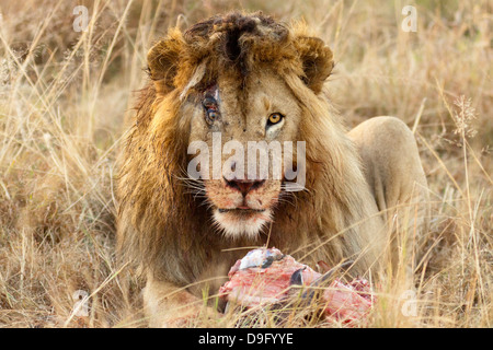 Männlicher afrikanischer Löwe, Panthera leo, der isst, Masai Mara, Kenia Stockfoto