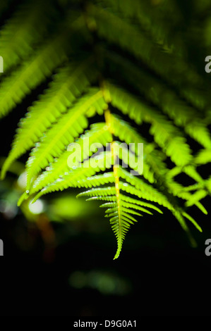 Farn im tropischen Regenwald rund um Pupu Springs, Golden Bay, Tasman Region, Südinsel, Neuseeland Stockfoto