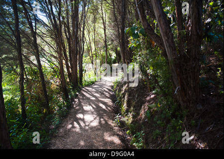 Wege in den Regenwald rund um Pupu Springs (Te Waikoropupū Springs), Golden Bay, Tasman Region, Südinsel, Neuseeland Stockfoto