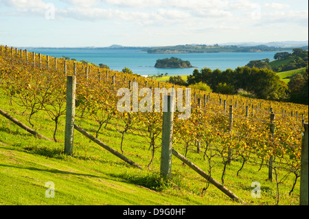 Herbstlichen Weinberg auf Waiheke Island, Auckland, Nordinsel, Neuseeland Stockfoto