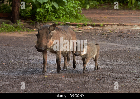 Warzenschwein und Babys (Phacochoerus Africanus Sundevallii), Chobe Safari Lodge in Kasane in Botswana, Afrika Stockfoto