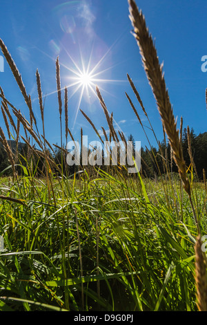 Sonne durch Rasen auf Chichagof Island, südöstlichen Alaska, USA Stockfoto