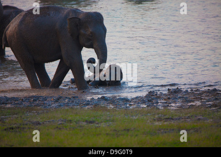 Elefanten Waschen im Fluss Stockfoto