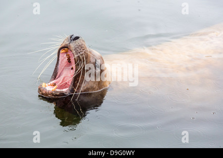 Erwachsene (Steller) Northern Seelöwe (Eumetopias Jubatus) Stier auf der Suche nach Fetzen von Fischern in Petersburg, Alaska, USA Stockfoto