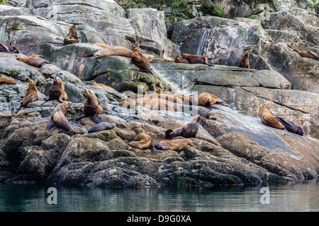 Norden (Steller) Seelöwen (Eumetopias Jubatus), Marmor Südinsel, Glacier Bay Nationalpark, südöstlichen Alaska, USA Stockfoto