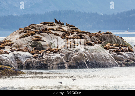 Norden (Steller) Seelöwen (Eumetopias Jubatus), Marmor Südinsel, Glacier Bay Nationalpark, südöstlichen Alaska, USA Stockfoto