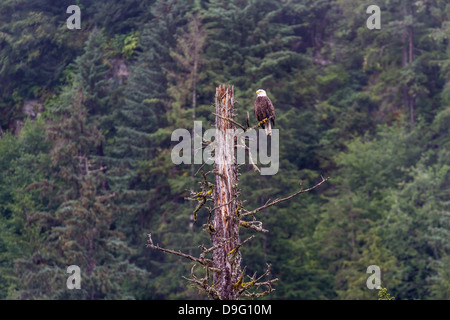 Erwachsenen Weißkopf-Seeadler (Haliaeetus Leucocephalus), in der Nähe von LeConte Gletscher, südöstlichen Alaska, USA Stockfoto