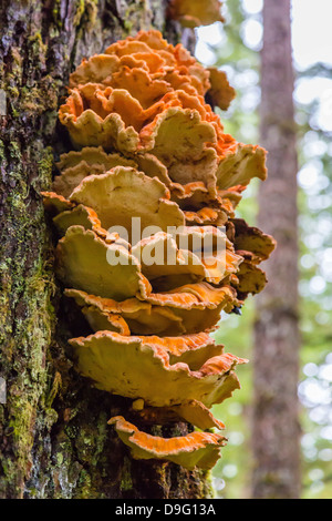 Der Regal Pilz namens Chicken-of-the-Woods (Laeitiporus Sulphureus), Williams Bucht, südöstlichen Alaska, USA Stockfoto