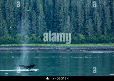 Erwachsener Buckelwal (Impressionen Novaeangliae) Egel-Up Dive, Snow Pass, südöstlichen Alaska, USA Stockfoto