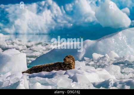 Dichtung (Phoca Vitulina), Hafen Süd Sawyer Gletscher, Tracy Arm-Ford Terror Wildnisgebiet, südöstlichen Alaska, USA Stockfoto