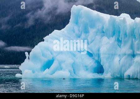 Dichtung (Phoca Vitulina), Hafen Süd Sawyer Gletscher, Tracy Arm-Ford Terror Wildnisgebiet, südöstlichen Alaska, USA Stockfoto