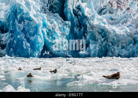 Dichtung (Phoca Vitulina), Hafen Süd Sawyer Gletscher, Tracy Arm-Ford Terror Wildnisgebiet, südöstlichen Alaska, USA Stockfoto