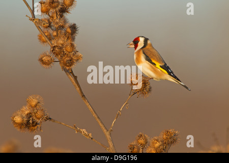 Stieglitz, Distelfink, eurasische Stieglitz, Stieglitz, Europäische Stieglitz, Zuchtjahr Zuchtjahr Stockfoto