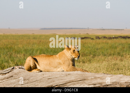 Ein weiblicher Löwe liegend auf einem alten Baum, Masai Mara Game reserve, Kenia, Afrika Stockfoto