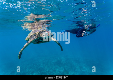 Grüne Meeresschildkröte (Chelonia Mydas) Unterwasser mit Schnorchler, Maui, Hawaii, Vereinigte Staaten von Amerika Stockfoto