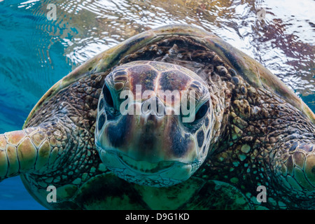 Grüne Meeresschildkröte (Chelonia Mydas) unter Wasser, Maui, Hawaii, Vereinigte Staaten von Amerika Stockfoto