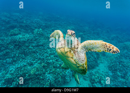 Grüne Meeresschildkröte (Chelonia Mydas) unter Wasser, Maui, Hawaii, Vereinigte Staaten von Amerika Stockfoto