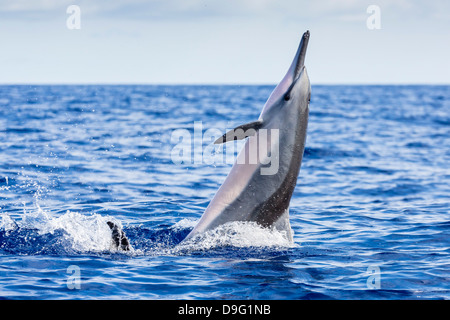 Hawaiian Spinner Delfin (Stenella Longirostris), einst Kanal, Maui, Hawaii, Vereinigte Staaten von Amerika Stockfoto